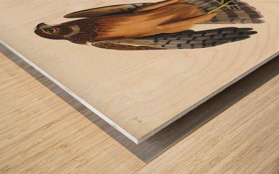 Marsh Hawk Wood print