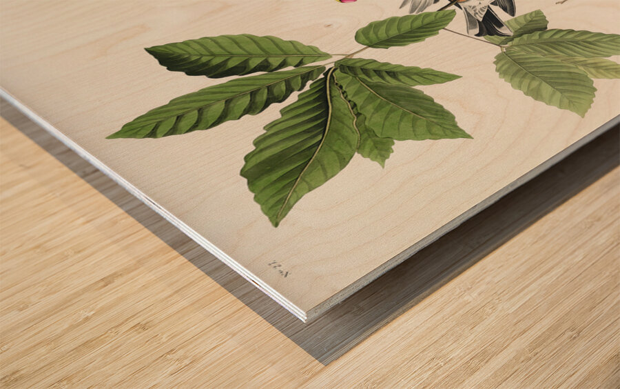 American Robin Wood print