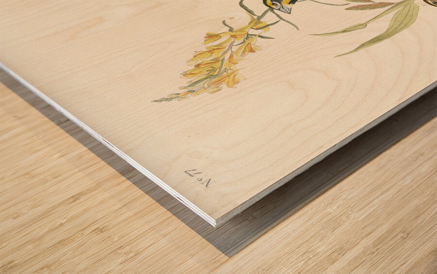 Black-Throated Bunting Wood print