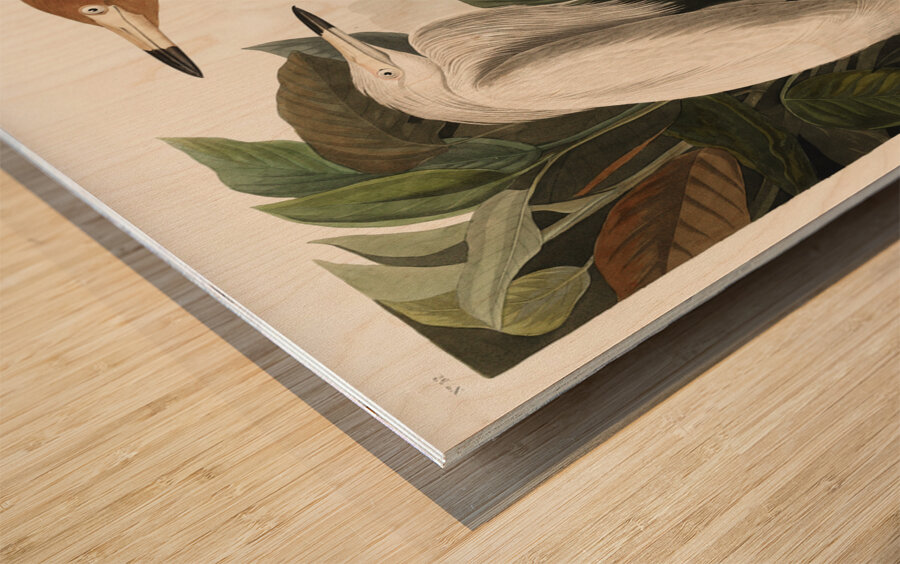 Purple Heron Wood print