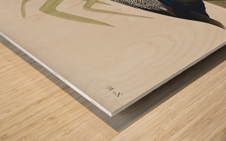 Scaup Duck Wood print