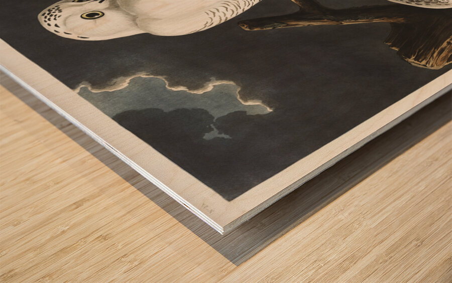 Snowy Owl Wood print