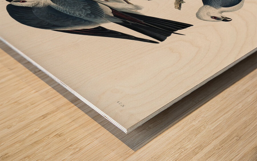 Mississippi Kite Wood print