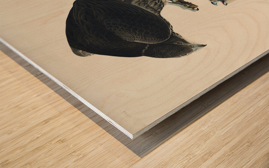 Labrador Falcon Wood print