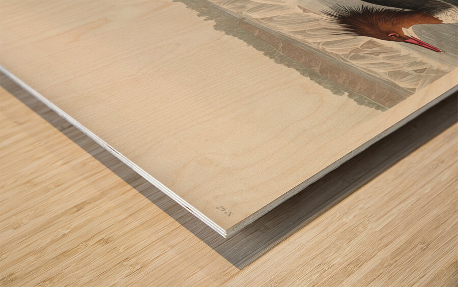 Goosander Wood print