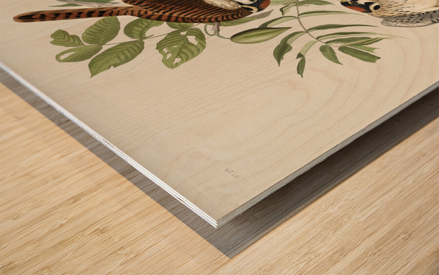 American Sparrow Hawk Wood print