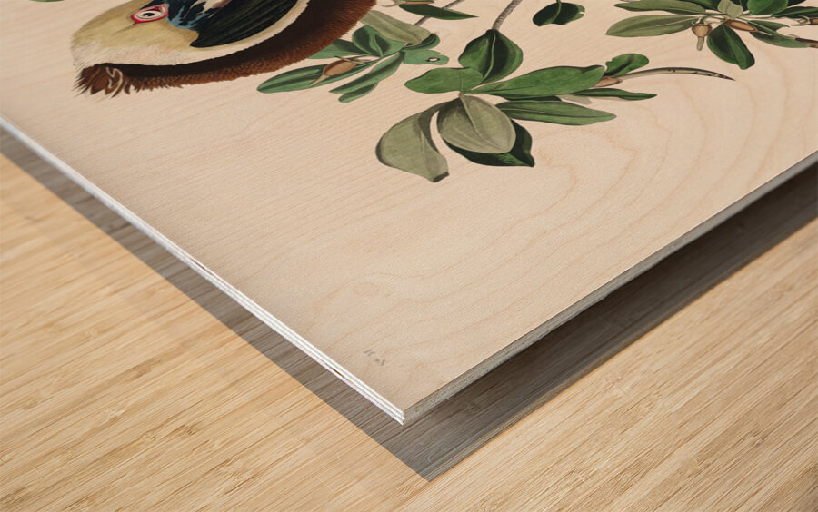 Brown Pelican Wood print