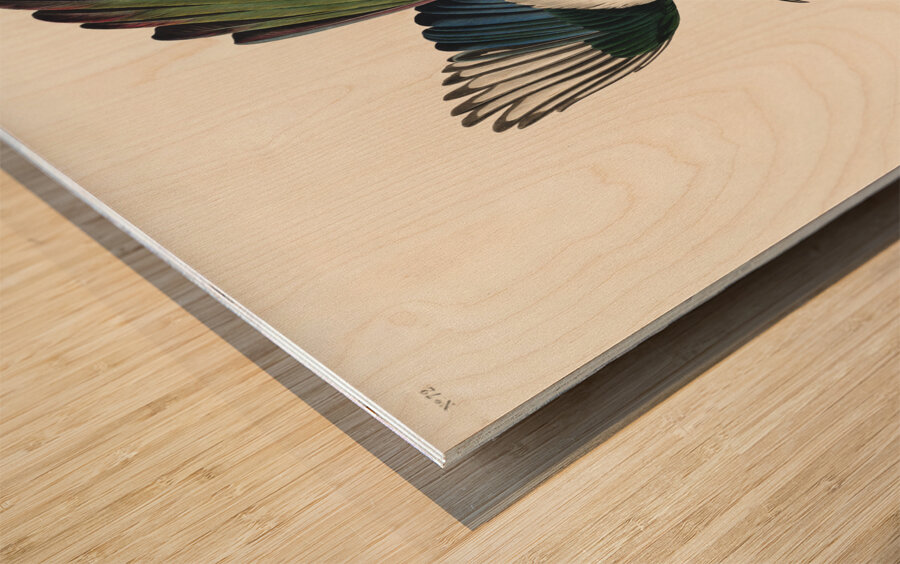 American Magpie Wood print