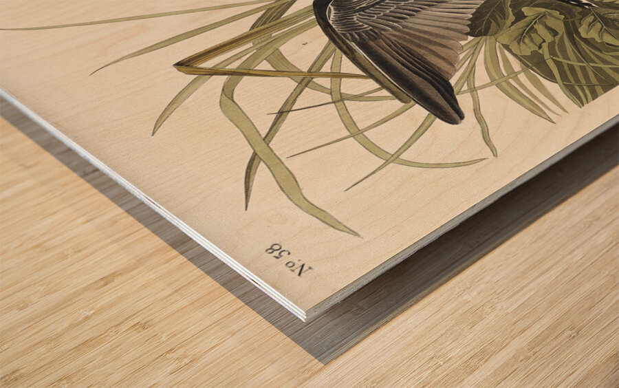 Solitary Sandpiper Wood print