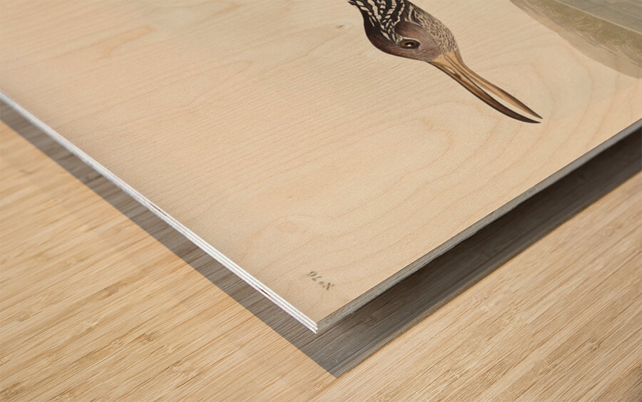 Scolopaceus Courlan Wood print