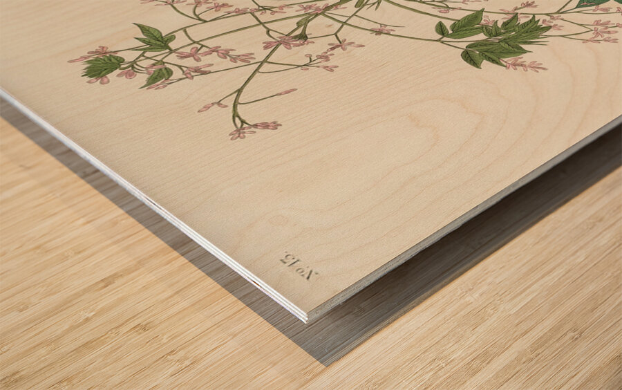 White-eyed Flycatcher or Vireo Wood print