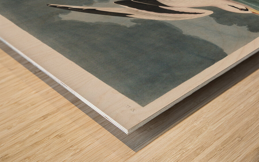 Tropic Bird Wood print