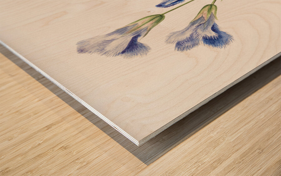 Fringed Gentian Gentiana crinita 1905 Wood print