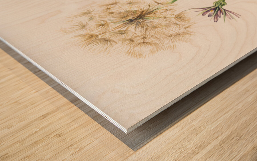 Salsify Tragopogon porrifolius 1921 Wood print