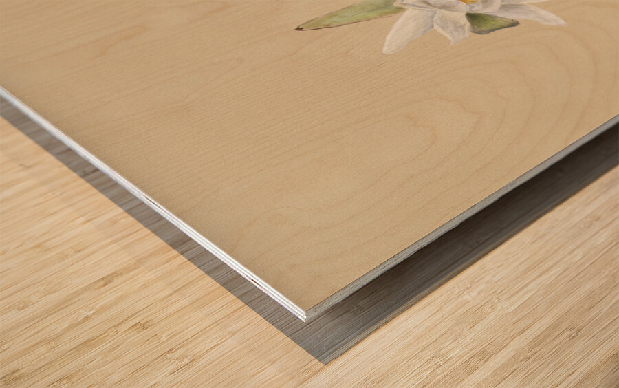 Water Lilies Castalia odorata 1879 Wood print