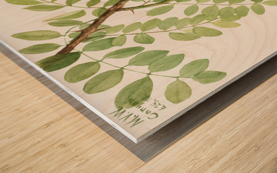 New Mexican Locust Robinia neomexicana 1938 Wood print