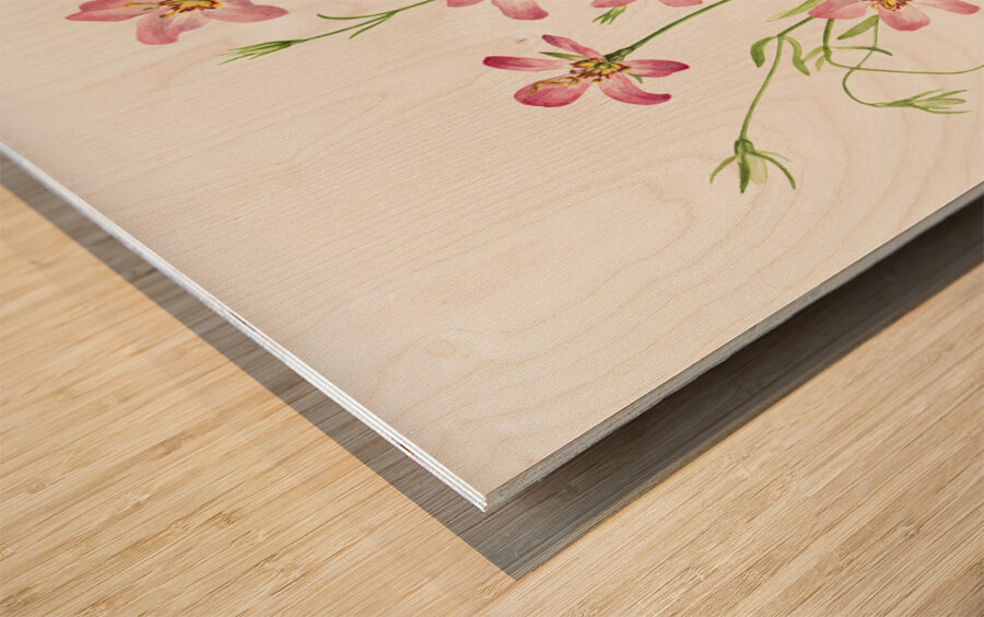 Saltmarsh Rosegentian Sabbatia stellaris 1926 Wood print