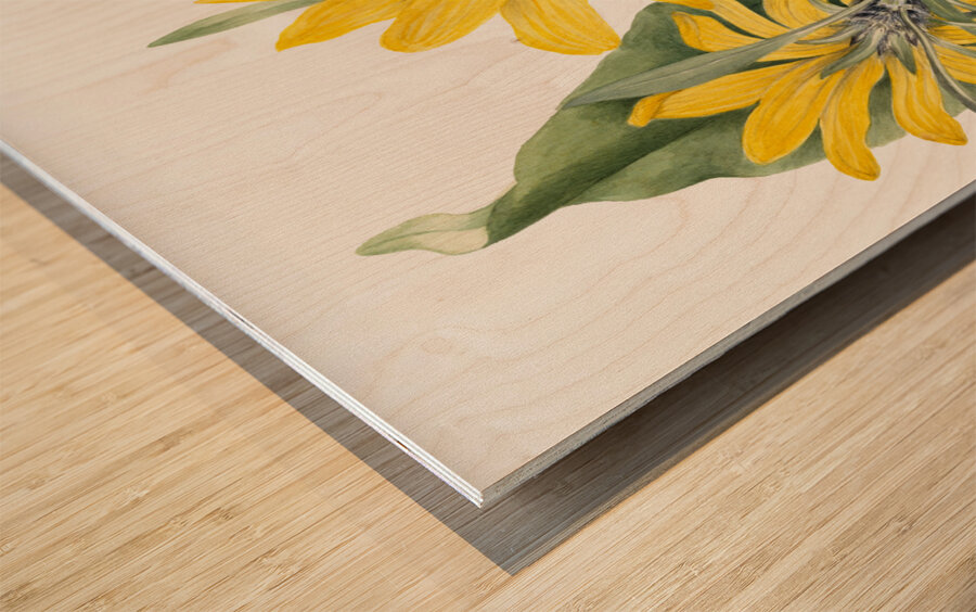 Balsamroot Balsamorhiza sagittata 1923 Wood print