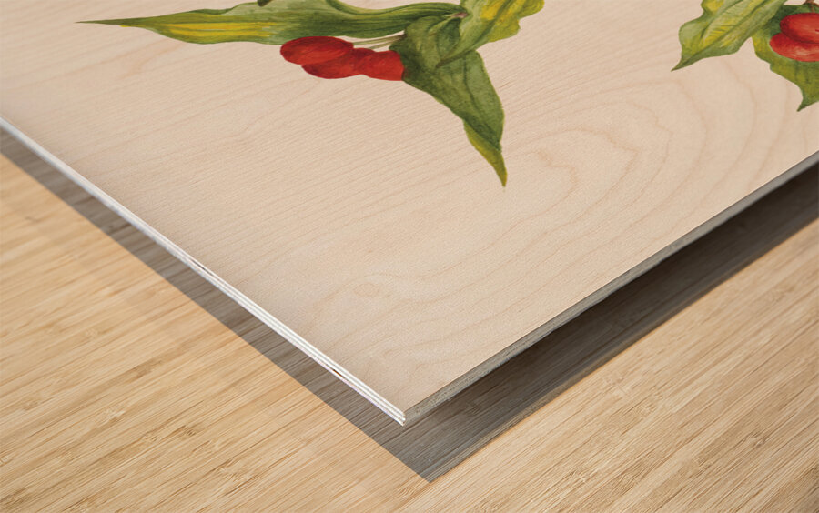 Fairy–bells Disporum hookeri 1933 Wood print