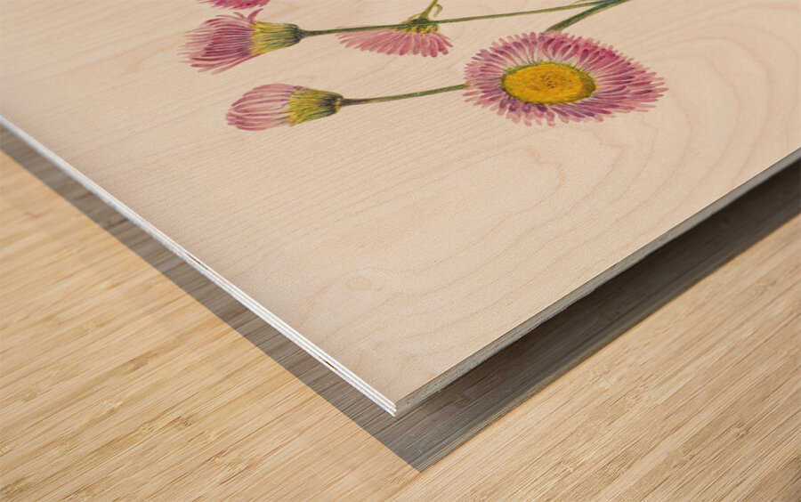 Meadow Fleabane Erigeron speciosus 1920 Wood print