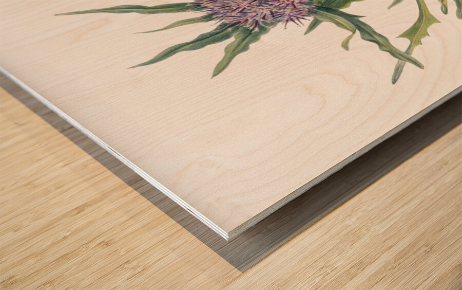 Saussurea Saussurea densa 1925 Wood print