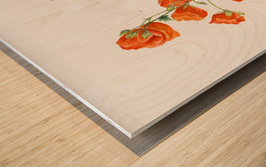 Scarlet Globe Mallow Sphaeralcea grossulariaefolia 1927 Wood print