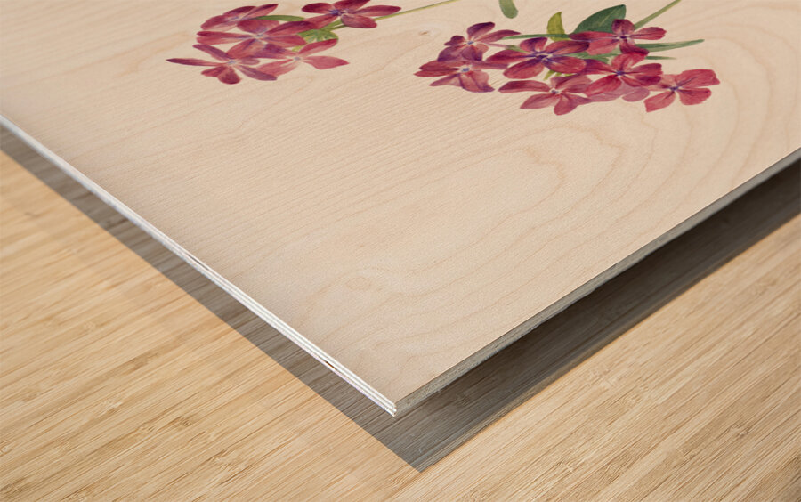 Hairy Phlox Phlox amoena 1930 Wood print