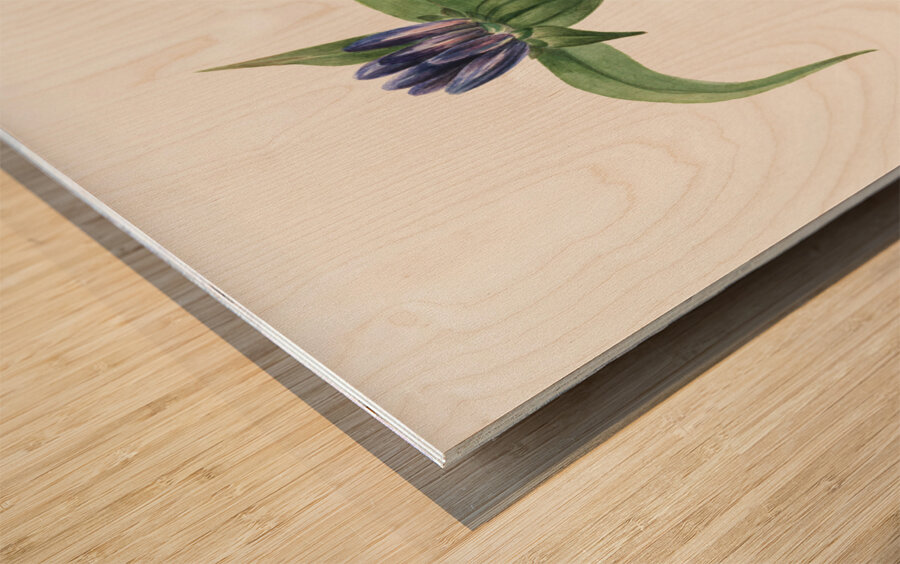 Bottle Gentian Gentiana saponaria 1905 Wood print