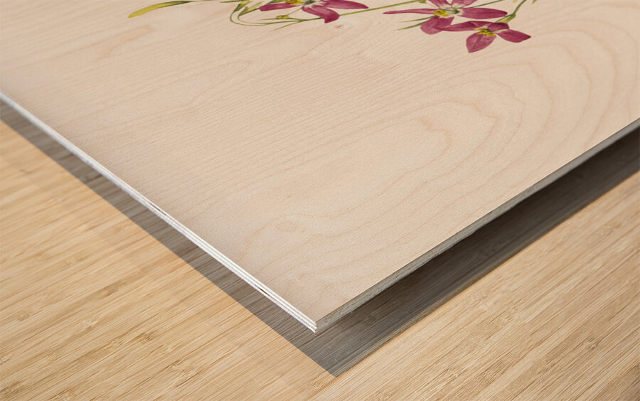 Centaurium Centaurium venustum 1925 Wood print