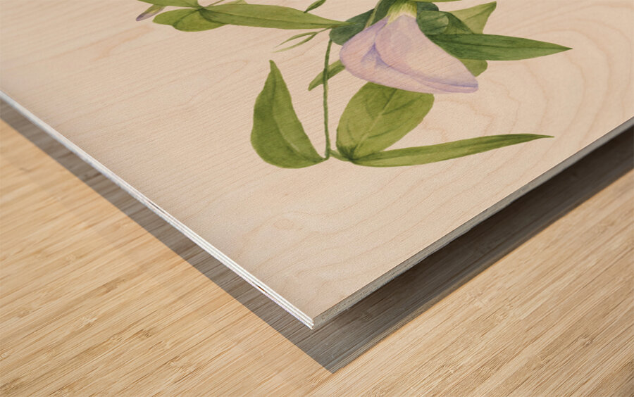 Butterfly Pea Clitoria mariana 1934 Wood print