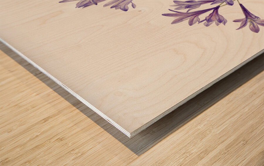 Butterfly Pea Clitoria mariana 1934 Wood print