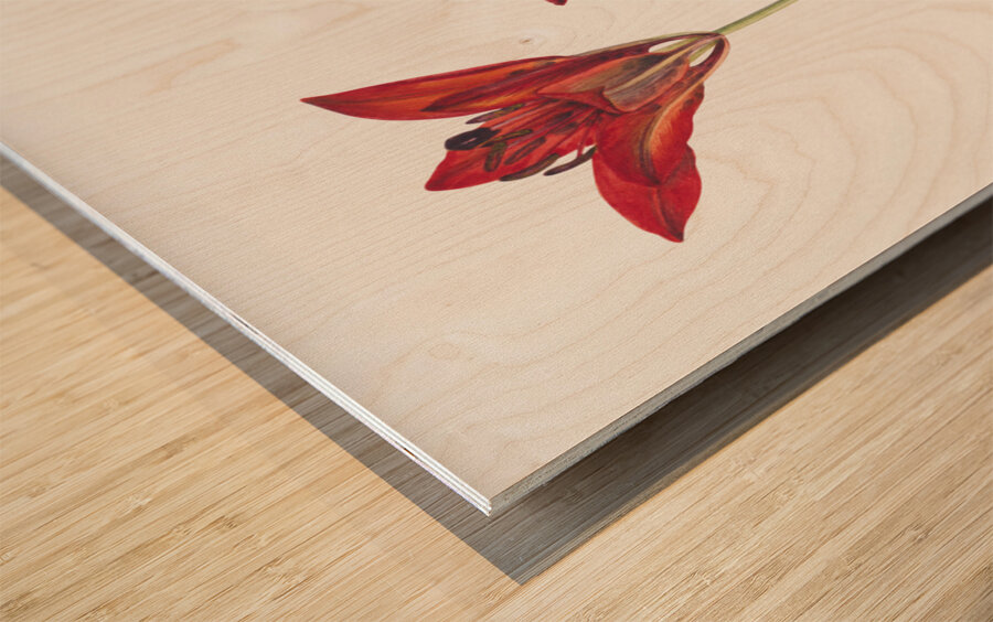 Wood Lily Lilium philadelphicum 1932 Wood print