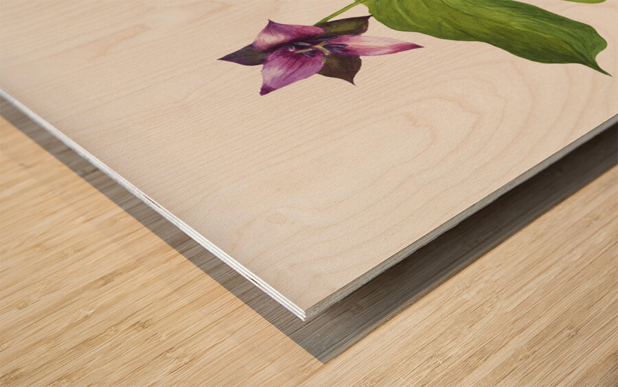 Trillium erectum 1938 Wood print