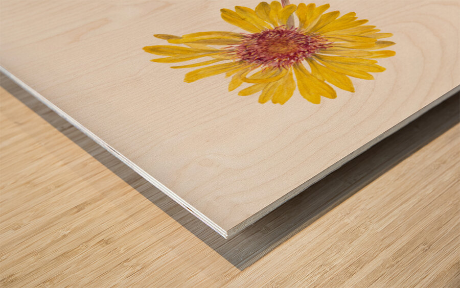 Perennial Gaillardia Gaillardia aristata 1904 Wood print