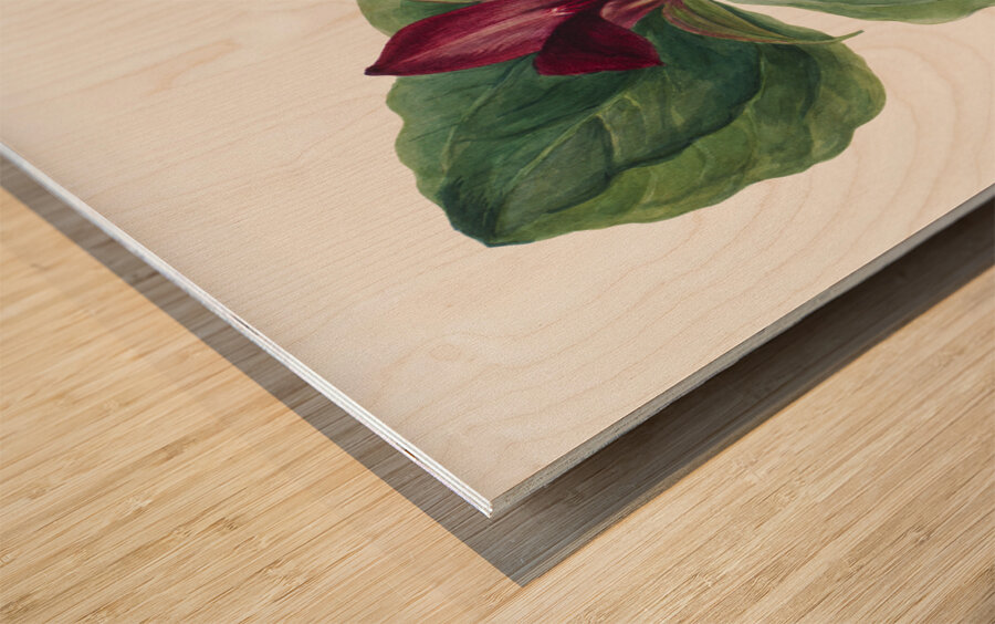 Water Lilies Castalia odorata 1879 Wood print