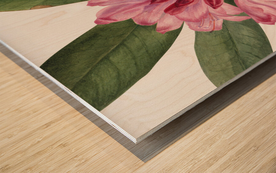 Mountain Rose Bay Rhododendron catawbiense 1932 Wood print