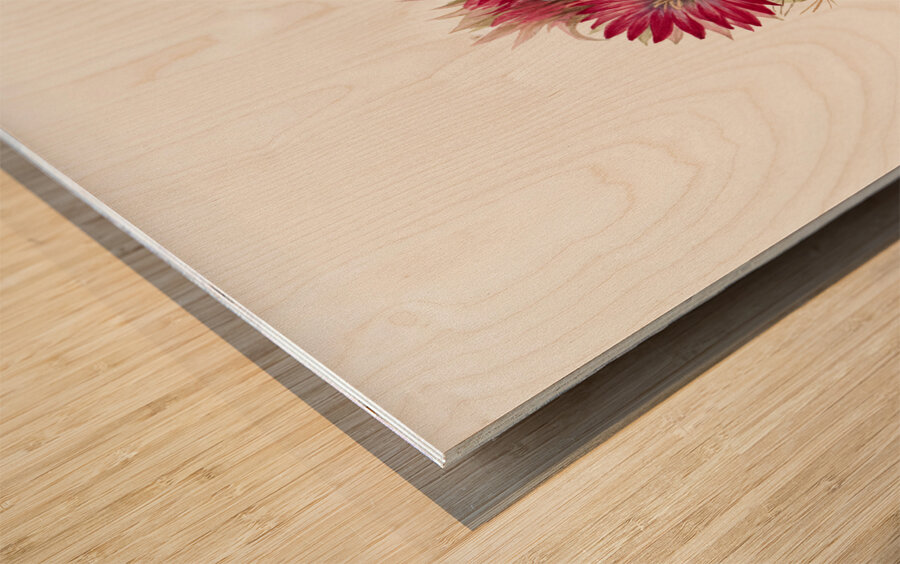 Hedgehog Cactus Coryphantha arizonica 1933 Wood print