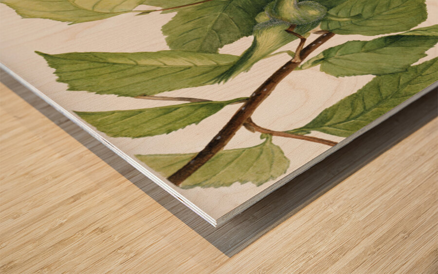 Beaked Hazelnut Corylus rostrata 1932 Wood print