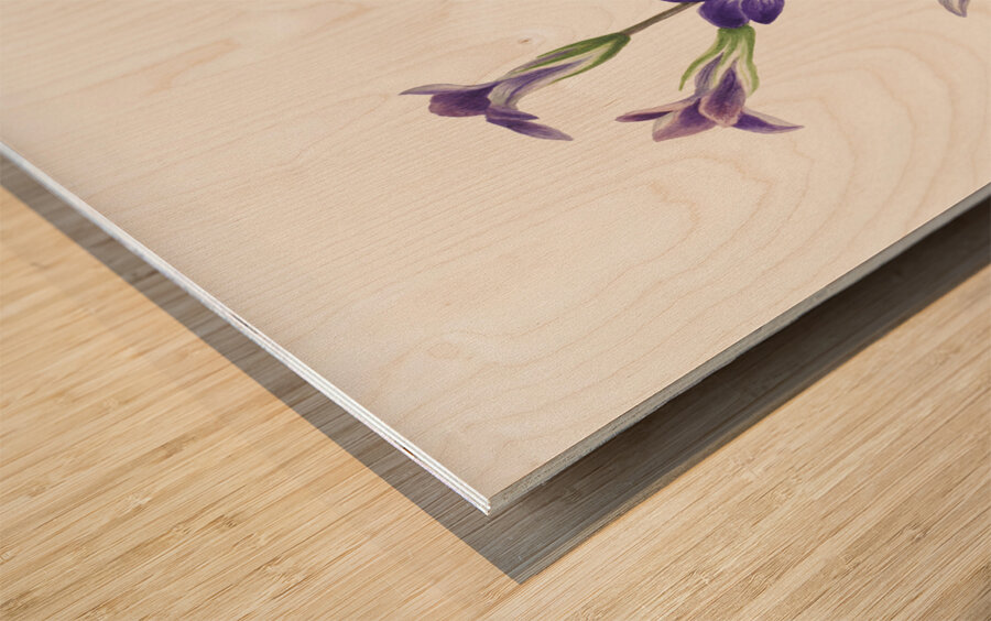 Gentian Gentiana holopetala 1936 Wood print