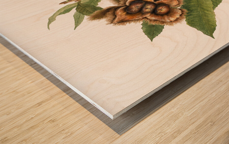 American Chestnut Castanea dentata 1932 Wood print