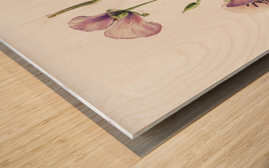 Lilac Mariposa Calochortus splendens 1926 Wood print