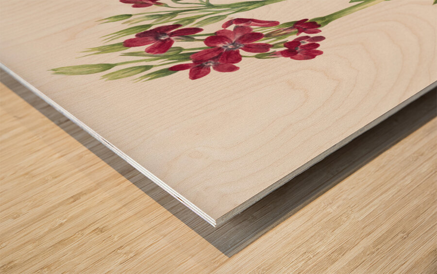 Primrose Primula parryi 1938 Wood print