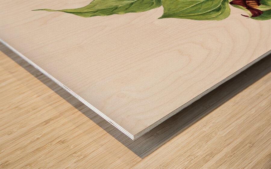 Giant Helleborine Epipactia gigantea 1880 Wood print