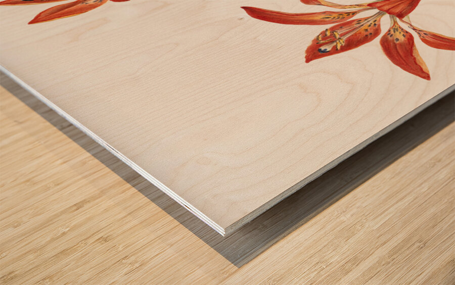 Lily Lilium montanum 1900–1920 Wood print