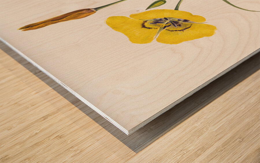 Harebell Campanula rotundifolia 1916 Wood print