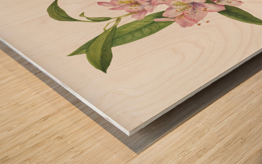 Rose Bay Rhododendron Rhododendron carolinianum 1932 Wood print