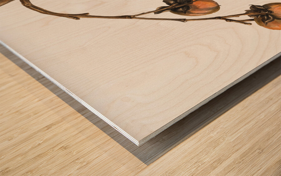 Persimmon Diospyros virginiana 1920 Wood print