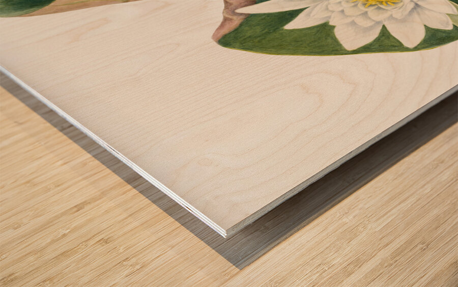 American Waterlily Castalia odorata 1920 Wood print