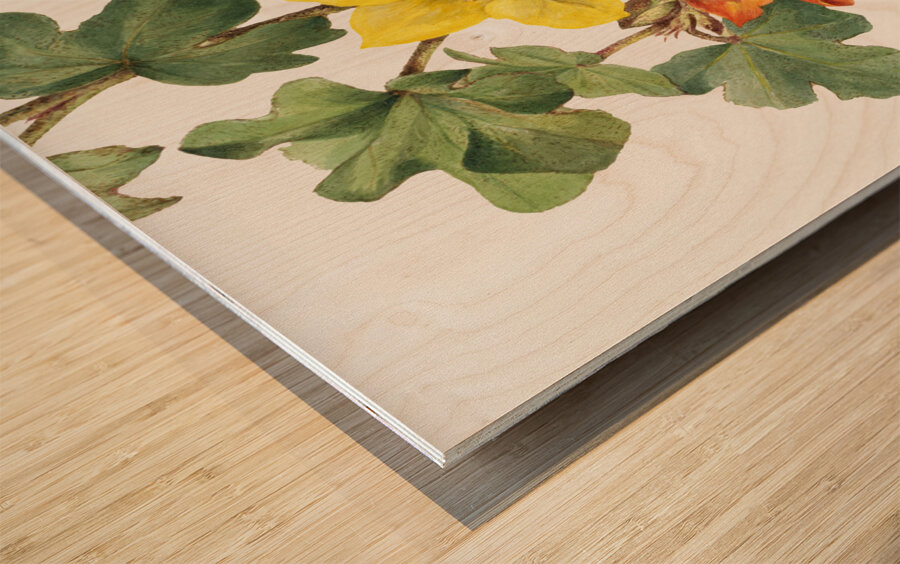 Red Willowweed Epilobium latifolium 1911 Wood print