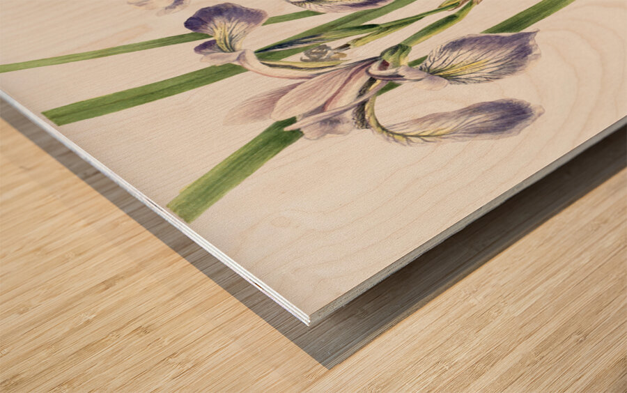 Blueflag Iris Iris versicolor 1919 Wood print